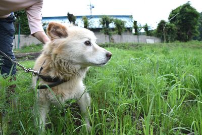 Dog on field against sky