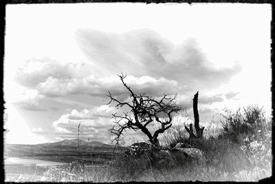 Bare trees against sky