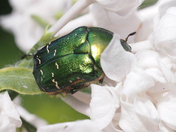 Close-up of insect on flower