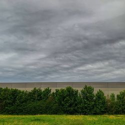 Plants growing on field against sky