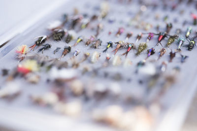 Close-up photograph of flies in a fisherman's fly box.