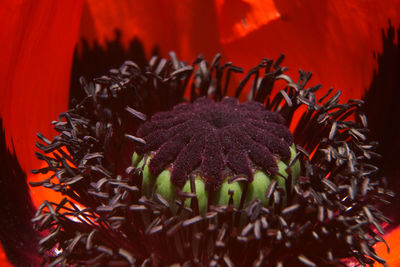 Close-up of purple flower plant