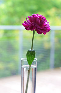 Close-up of pink flower