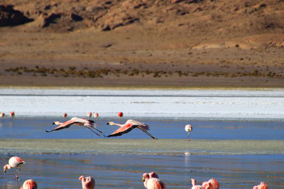 View of birds on beach