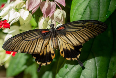 Close-up of butterfly pollinating on flower