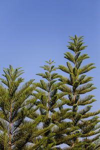 Low angle view of palm tree against clear blue sky