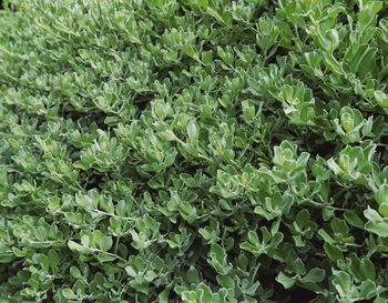 Full frame shot of fresh green leaves on field