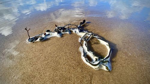 High angle view of birds on beach