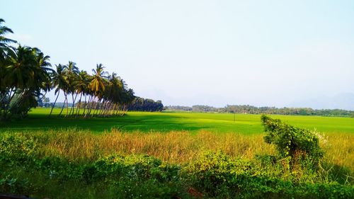 Scenic view of field against clear sky