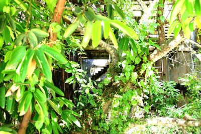 Plants growing in pond
