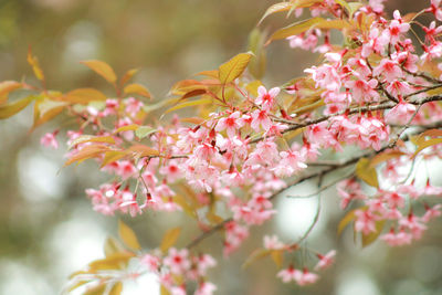 Close-up of pink flowers on tree