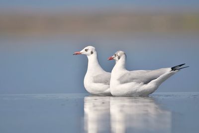 Close-up of seagull