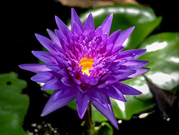 Close-up of purple flower