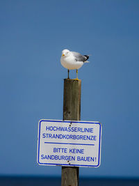 Seagull perching on wooden post against clear sky
