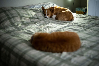 Cat lying on bed at home