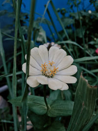 Close-up of white flower