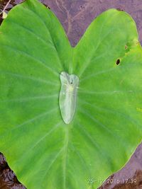 Close-up of green leaf on plant