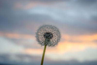 Close-up of dandelion against blurred background