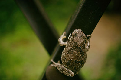 Close-up of lizard on leaf