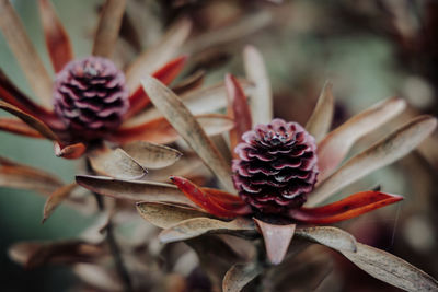 Close-up of wilted flower