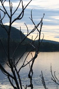 Silhouette bare tree by lake against sky