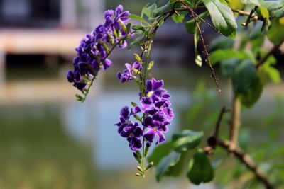 Close-up of purple flowering plant