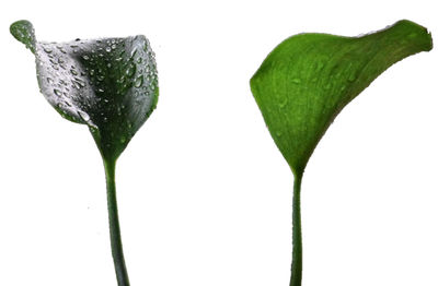 Close-up of wet leaf against white background