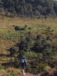 Rear view of woman walking in forest