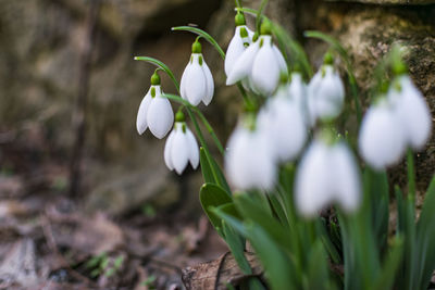 Close-up of white flowering plants on field