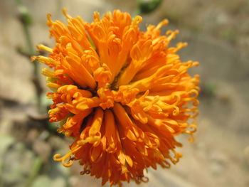 Close-up of yellow flower growing outdoors