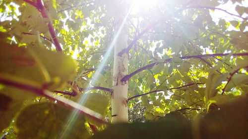 Low angle view of sunlight streaming through tree