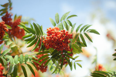 Close-up of red berries on tree