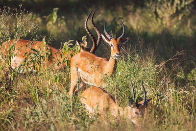 Deer standing on field