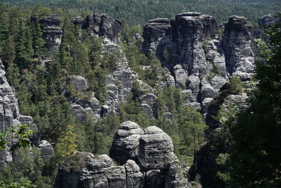 View of rocks and plants on rock