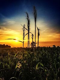 Silhouette plants growing on field against sky at sunset