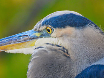 Close-up of a bird