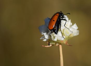 Close-up of insect on flower