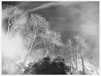 Low angle view of bare tree against sky