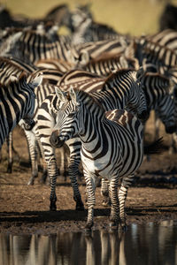 Plains zebra stands by puddle eyeing camera