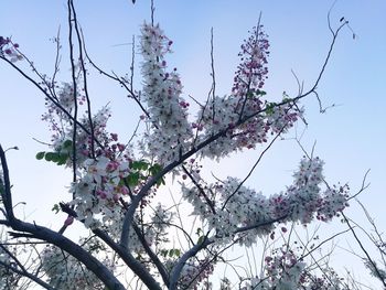 Low angle view of pink flower tree against sky