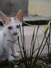 Portrait of cat standing by plants