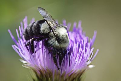 Close-up of honey bee on thistle