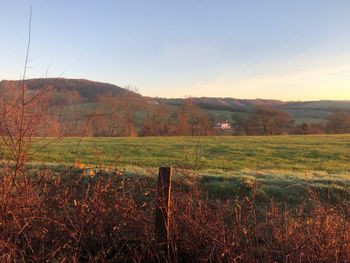 Scenic view of field against clear sky