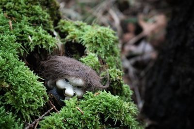 Close-up of troll on plants