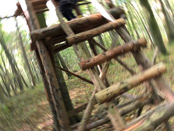 Close-up of bamboo trees in forest