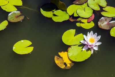 High angle view of lotus water lily in pond