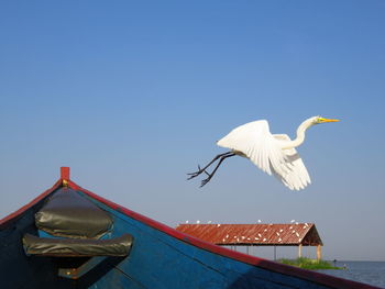 Low angle view of bird flying against clear blue sky