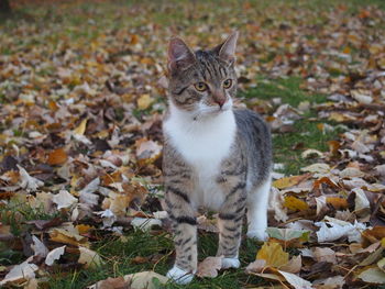 Close-up of cat sitting on autumn leaves