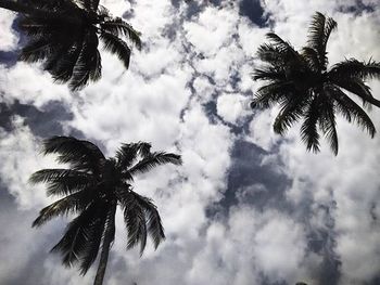 Low angle view of palm trees against cloudy sky