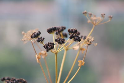 Close-up of wilted plant